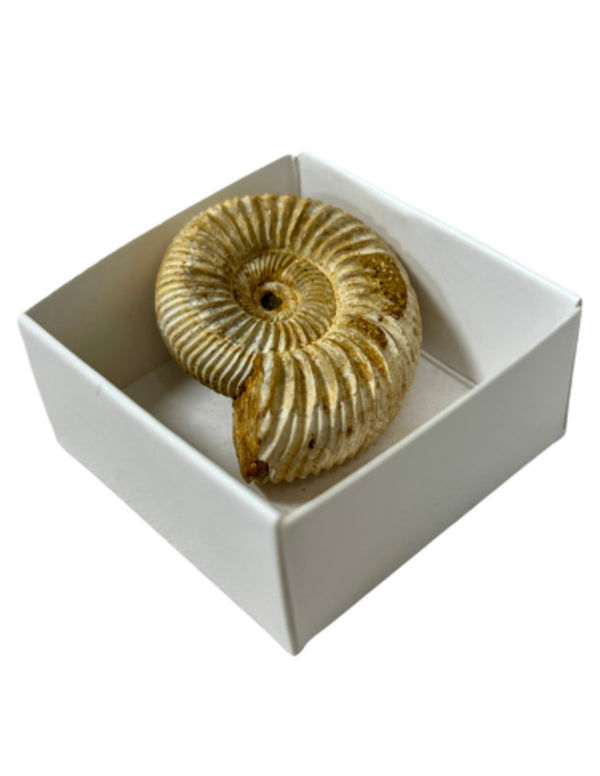 Doosje Ammoniet ruw