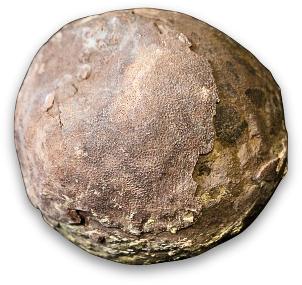 Echinoidea zee-egel fossiel nr.62