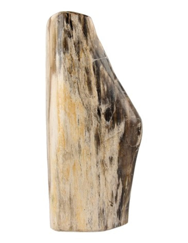 Fossiel Hout uit Java Gepolijst
