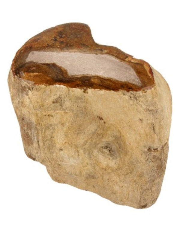 Fossiel Hout uit Java Half Gepolijst