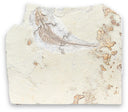 Fossiel reptiel nr.01