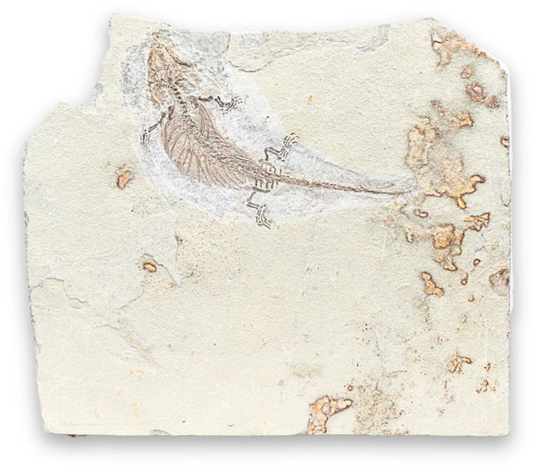 Fossiel reptiel nr.01