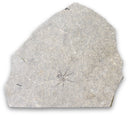 Fossiele spin nr.63