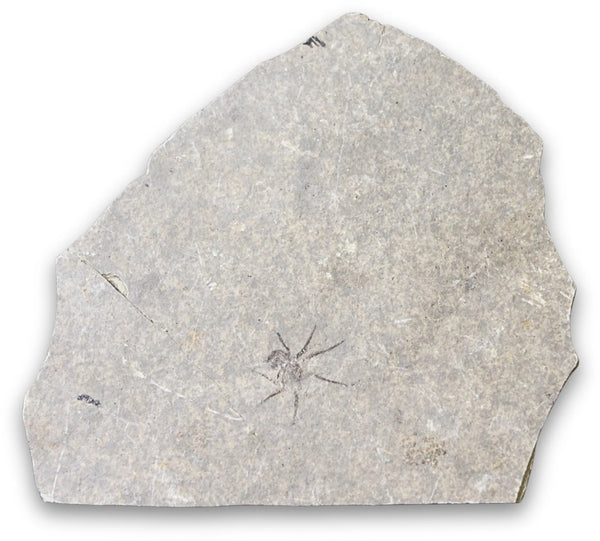 Fossiele spin nr.63