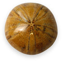 Fossiele Zee-egel klein (3-4 cm)