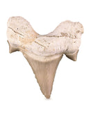Haaientand 5-7 cm