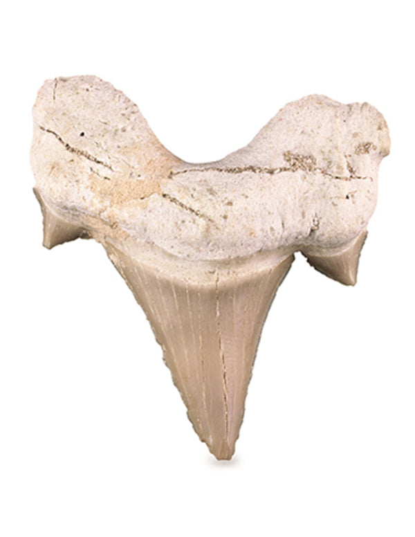 Haaientand 5-7 cm
