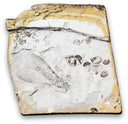 Insect/vlieg fossiel nr.58