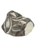 Jaspis schelp ruw - Mosselsteen 400 gram