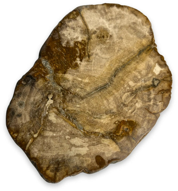 kleine versteend houten schijfjes, 10-11 cm p/st