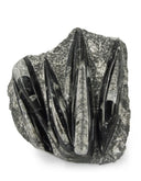 Orthoceras stukken, p/kg