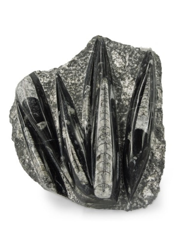 Orthoceras stukken, p/kg