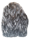 Orthoceras XL plaat nr.2