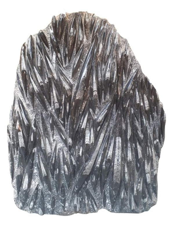 Orthoceras XL plaat nr.2