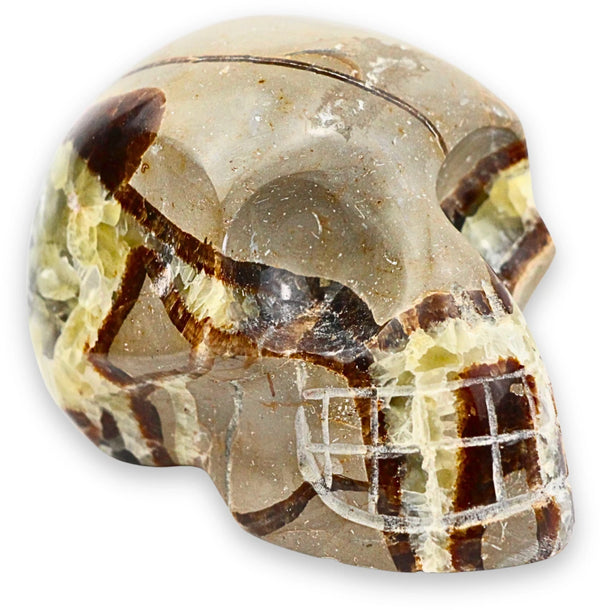 Schedel Septarie 10 cm