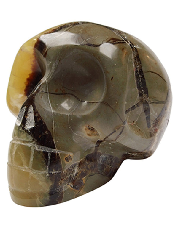 Septarie schedel 14 cm