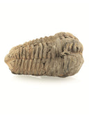 Fossiel Trilobiet bruin ca. 6 cm