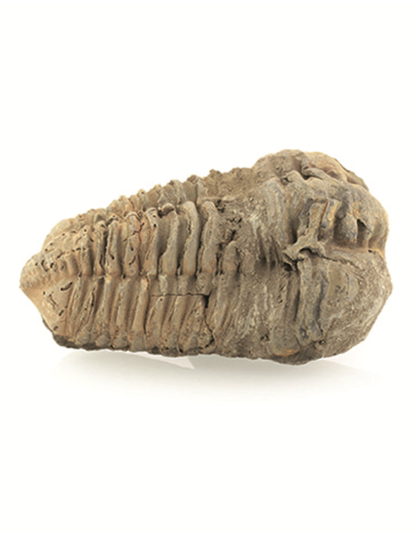 Fossiel Trilobiet bruin ca. 6 cm