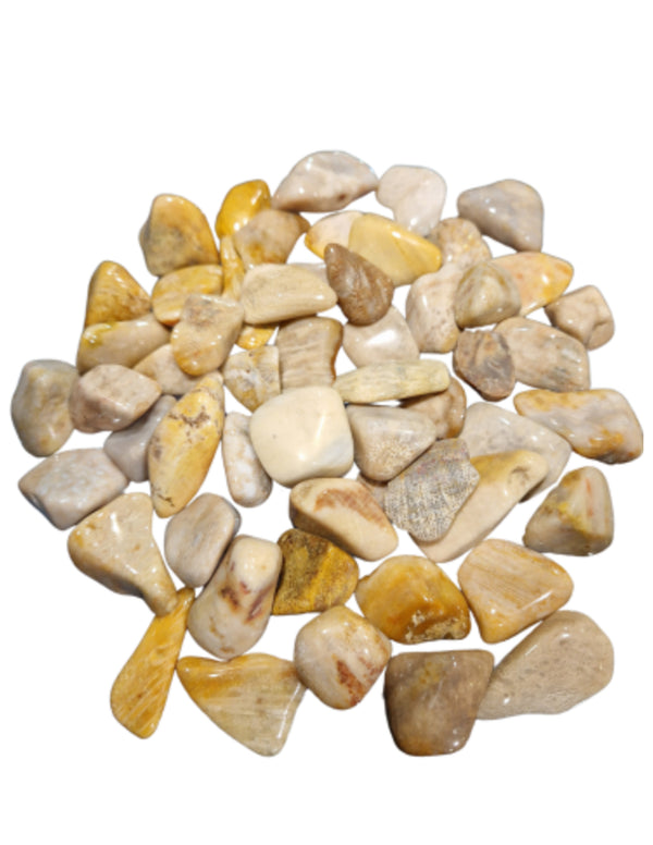 Versteend hout trommelstenen 500 gr. (mt3)