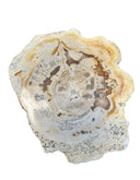 Versteend hout schijf Java beige bruin uniek natuurproduct