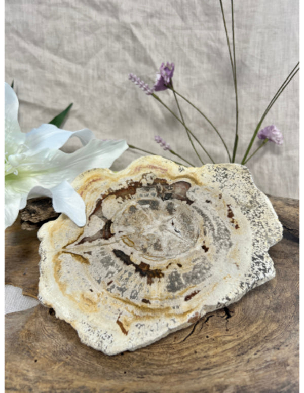 Versteend hout schijf Java beige bruin uniek natuurproduct
