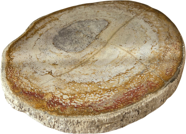 Versteend palm schijf nr.01