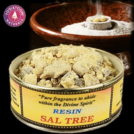 Wierookhars Sal Tree