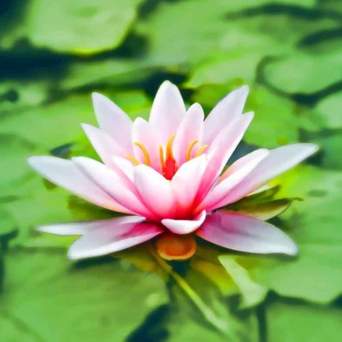 Zo vind je de ultieme meditatiehouding