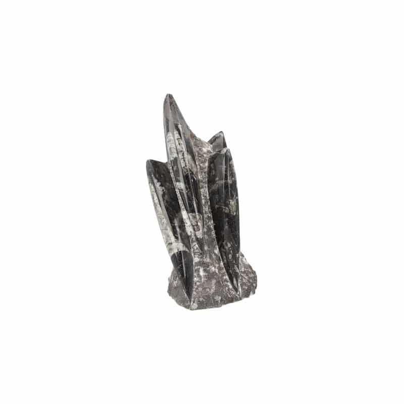 Fossiel Sculptuur Orthoceras (Model 2)