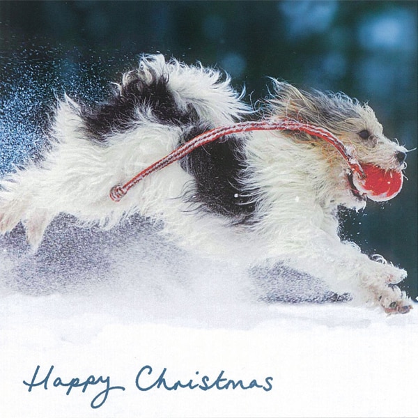 Kerstkaart - Hond rennend door Sneeuw (Set van 5)