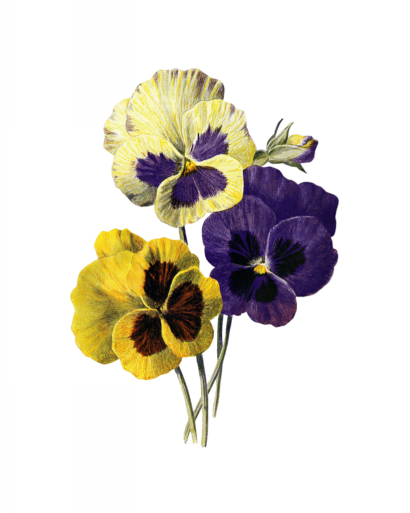 drie viooltjes tekening