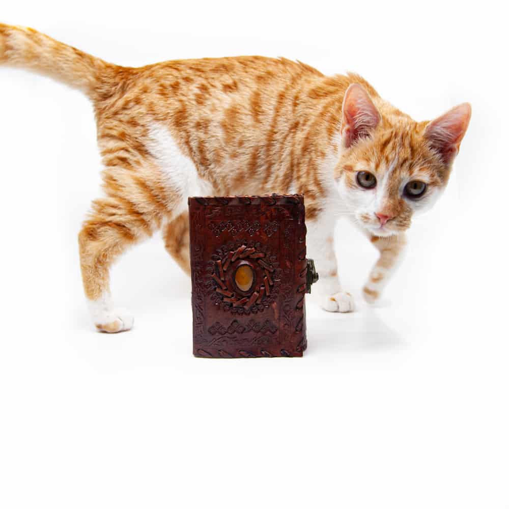 kat of poes lopend rond een notitieboekje 