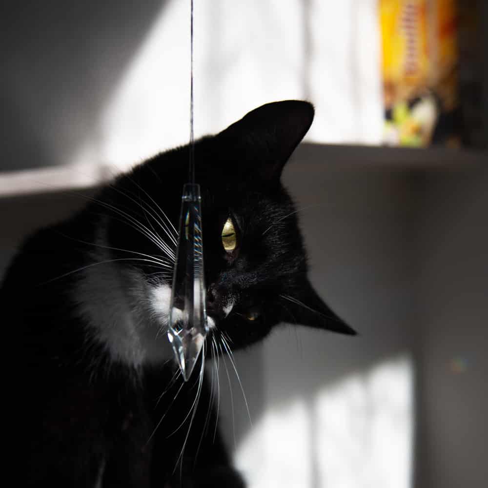 hangende edelstenen bergkristal punt met kat
