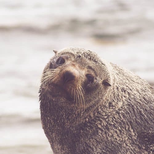 Totemdieren Herkennen, Tips om Je Spirit Animal te Vinden