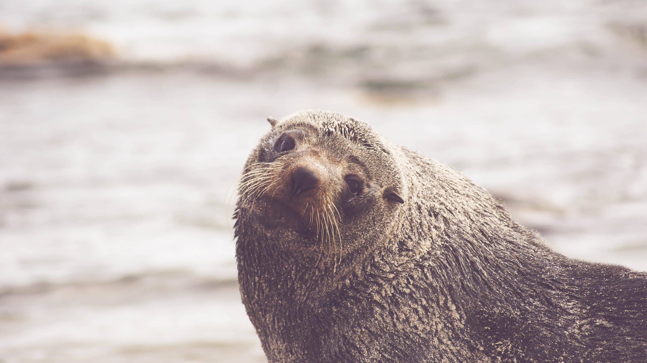 bruine zeehond op strand
