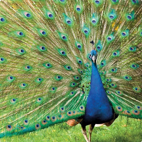 Dubbele Kaart "Peacock"