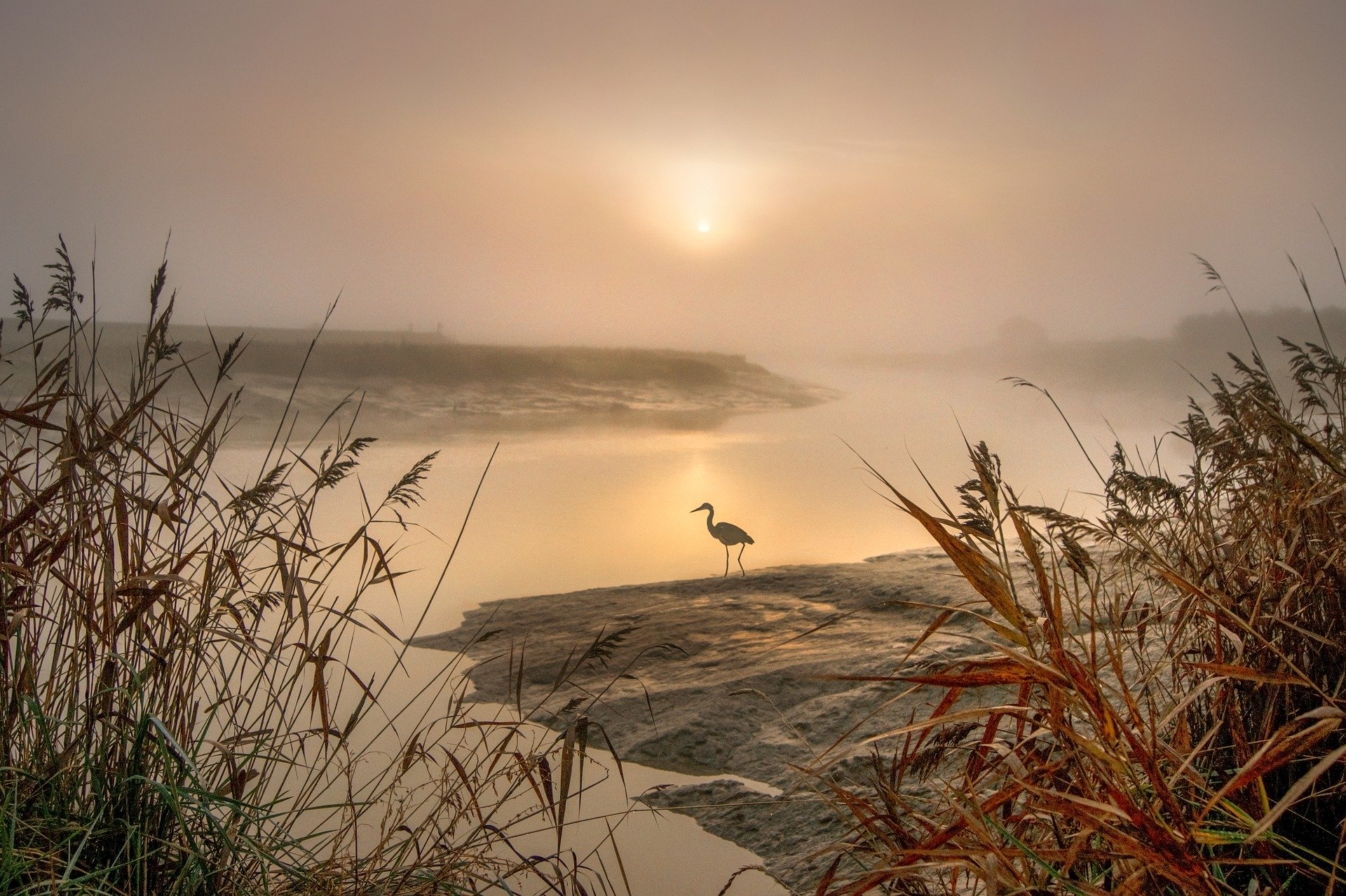 reiger