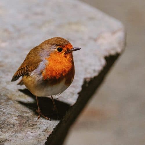 Spirituele Betekenis Vogels – Boodschappen van Boven
