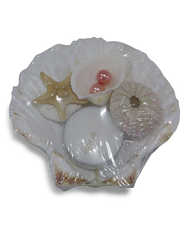 Zeepschelp Pecten Maxima