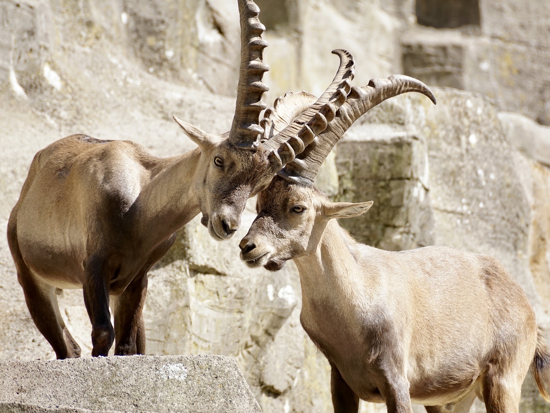 steenbokken capricorn liefde stel sterrenbeeld
