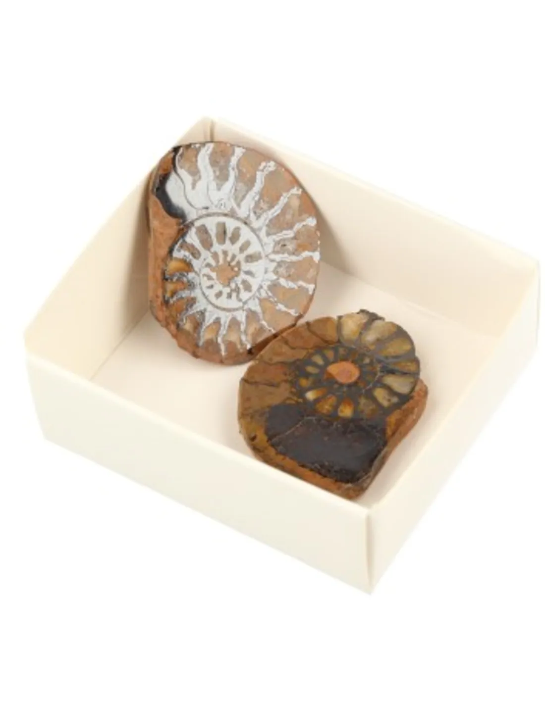 Doosje Ammoniet Paar - 3,5 cm