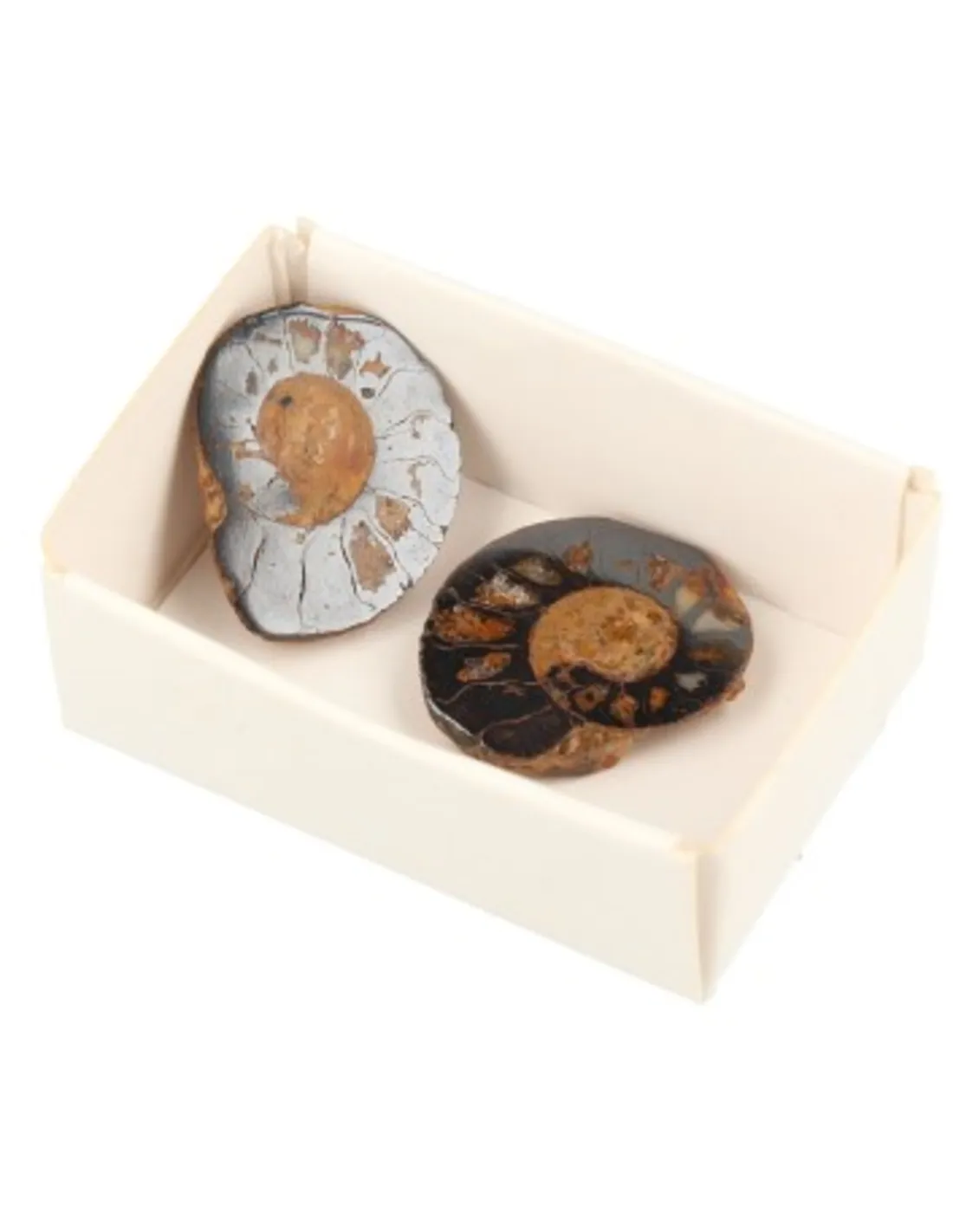 Doosje Ammoniet Paar - 2,5 cm