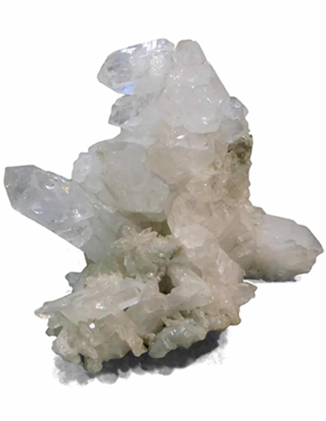 Afghaanse Fadenkwarts van 16 cm hoogte