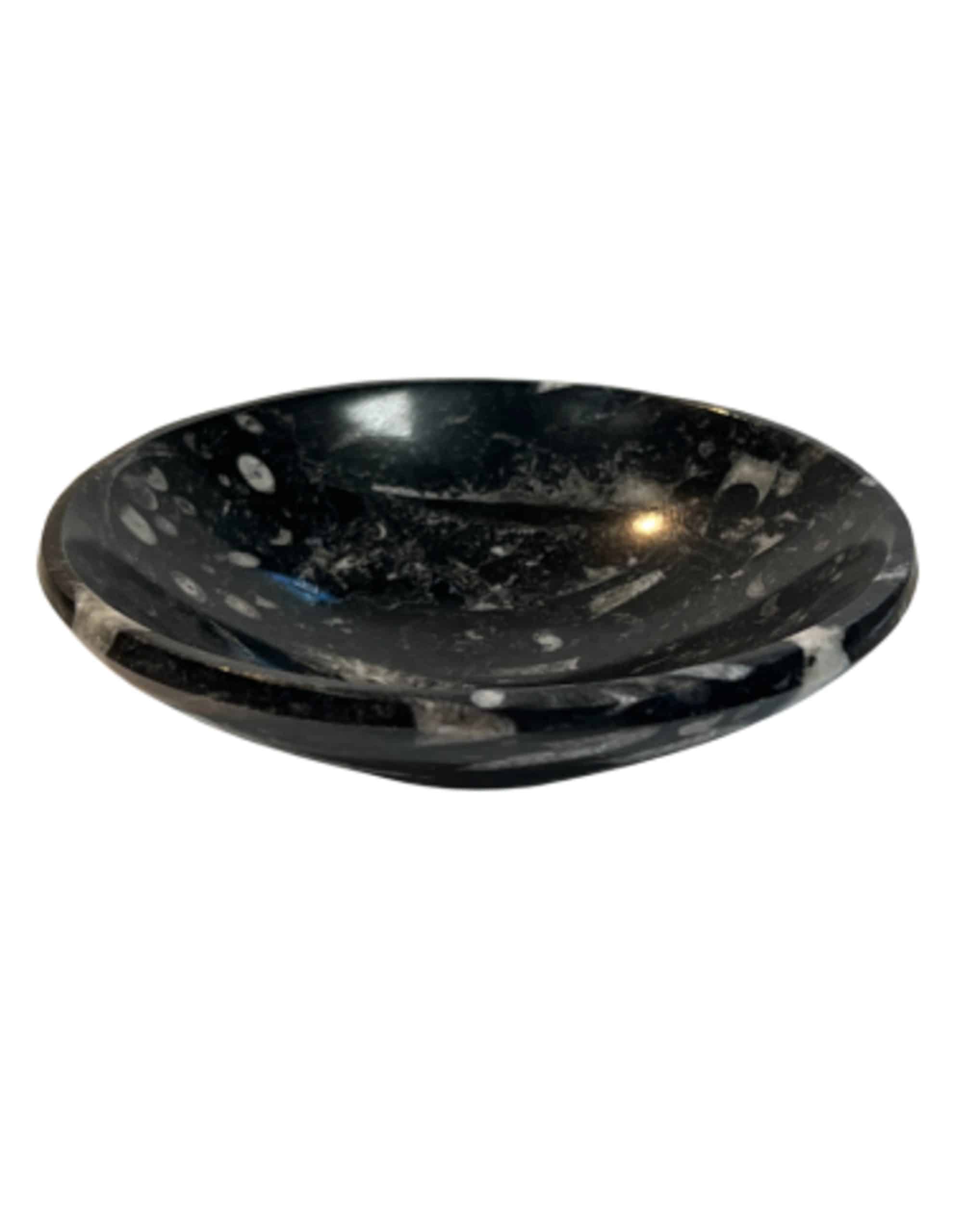 Orthoceras schaal
